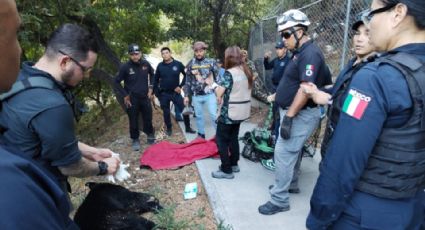 Avistan oso en río La Silla y lo sedan; autoridades le descubren lesión en una de sus patas