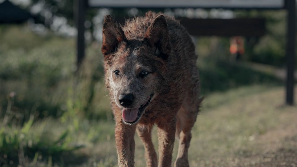 Presentan tráiler de Pet Sematary: Bloodlines | Facebook / Pet Sematary