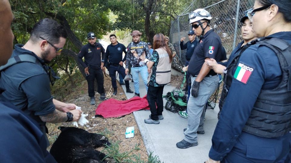 Autoridades resguardando al oso capturado en inmediaciones del río La Silla.