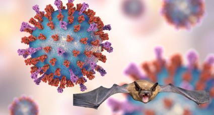 Virus Nipah: ¿Cuáles son los síntomas y cómo se transmite?