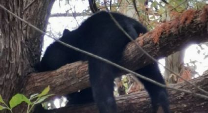 Avistamiento de 3 osos en el parque Río La Silla moviliza a Protección Civil