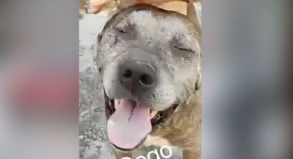 'Gogo', el perrito que salvó a Miguel, de 5 años, tras ataque de pitbull en Morelos