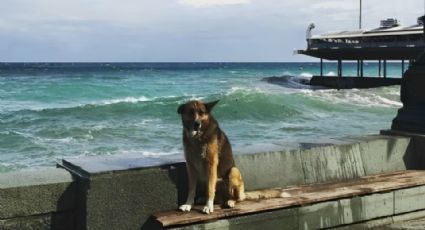 Muere Mukhtar, perrito que esperó 12 años a su dueño en Crimea