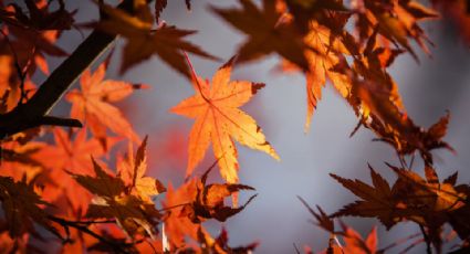 Adiós calor y bienvenido el clima fresco: ¿Cuándo inicia el otoño?