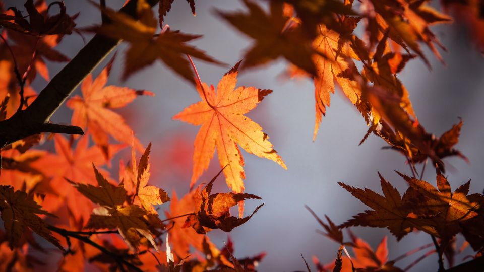 Otoño hace que las hojas de los árboles se tornen color rojizo