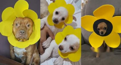 ¿Floricientos?, Convierten a perritos en flores amarillas