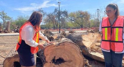 Retiran 38 árboles secos de La Alameda; los remplazarán por nuevos