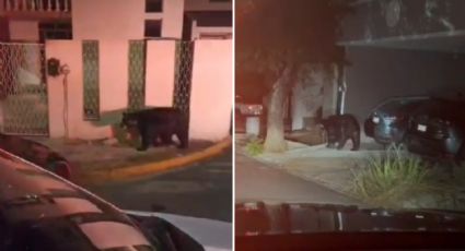 Captan a oso paseando por la colonia Ciudad Satélite en Monterrey