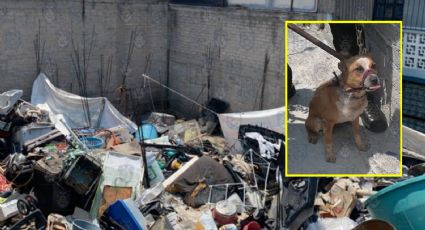 Rescatan a 12 perritos abandonados en casas repletas de basura