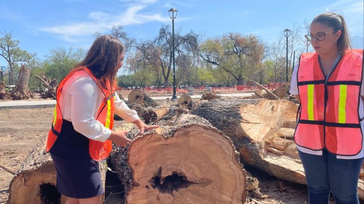 Retiran 38 árboles secos de La Alameda; los remplazarán por nuevos