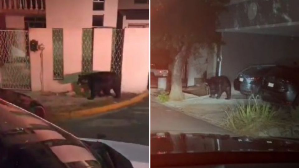 Oso captado al sur de Monterrey.