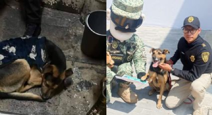 Sedena adopta a perrito sin hogar que se coló en desfile militar