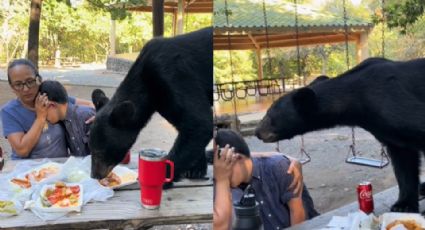 Oso se come los tacos de una familia durante encuentro cercano en Chipinque