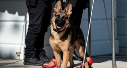 Perro de Biden, 'Commander' muerde a un agente del Servicio Secreto