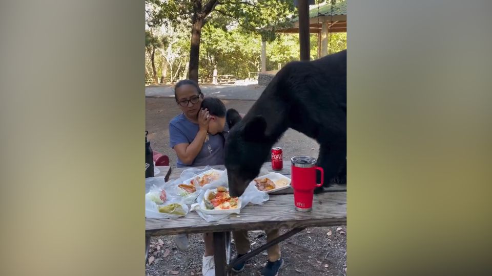 Avistamiento de oso en Chipinque.