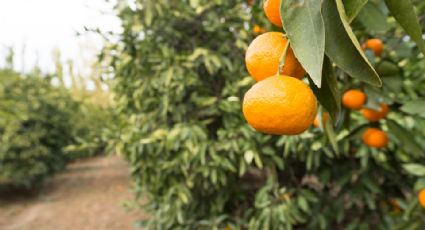 Inauguran laboratorio para prevenir enfermedad del dragón amarillo en la región citrícola de NL