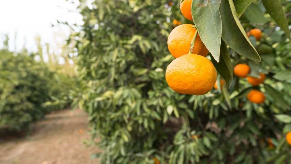 Cultivo de naranja.