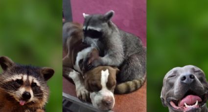 Perrito y mapache conviven como hermanos y causan ternura en internet