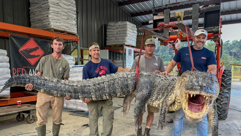 Cazadores posan con un enorme caimán tras capturarlo en Misisipi.