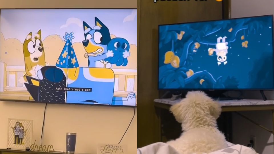 Perrito viendo la caricatura de Bluey.