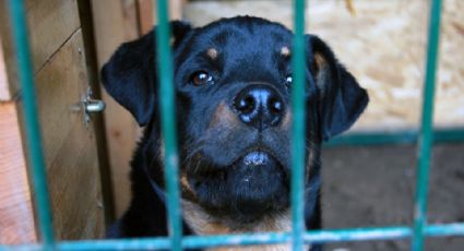 Conceden a preso ver a su perro por última vez antes de ser sacrificado