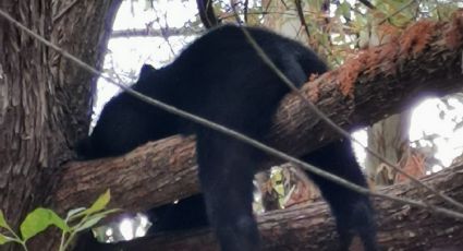 Localizan a 3 osos pequeños junto a su mamá en parque La Estanzuela