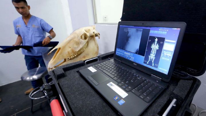 Congreso de la facultad de Veterinaria analiza a pequeñas y grandes especies