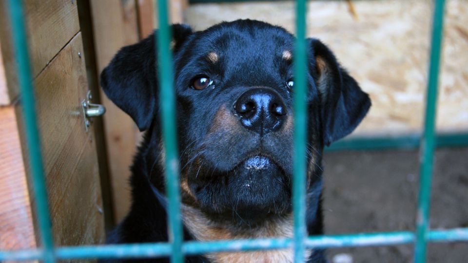 Antes de ser sacrificado, perro visitará a su dueño en prisión