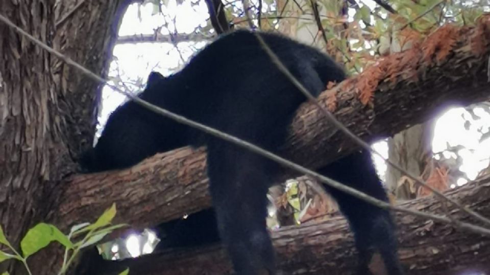 Oso arriba de un árbol en el parque La Estanzuela.