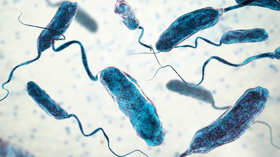 Vibrio vulnificus, la bacteria come carne que se encuentra en aguas del Golfo de México