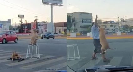 Captan a perrita malabarista trabajando con su dueño en calles de Monterrey