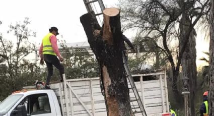 Talan árboles de la Plaza del Chorro, en Monterrey