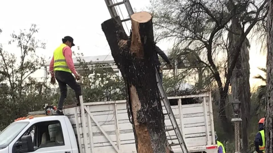 Tala de árboles en la Plaza del Chorro.