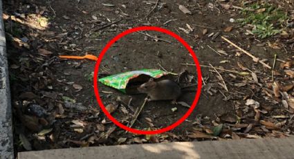 Video: Ratas merodean en Paseo Santa Lucía en busca de comida 