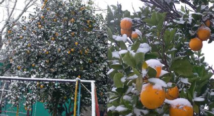 Naranjos se cubren de agua nieve en Cadereyta y Montemorelos