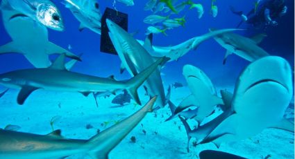 Tiburón ataca a niño en Bahamas mientras participaba en una expedición en acuario