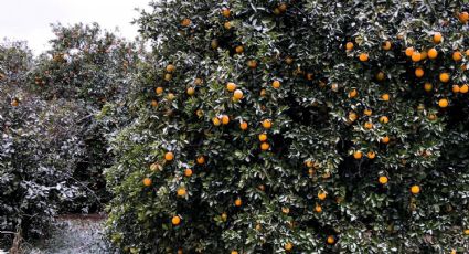 Por caída de aguanieve, ¿cómo afecta la cosecha de naranja en NL?