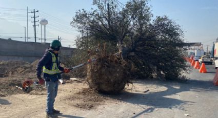 Retiran 13 árboles cercanos al Megapuente de Santa Catarina; serán trasplantados