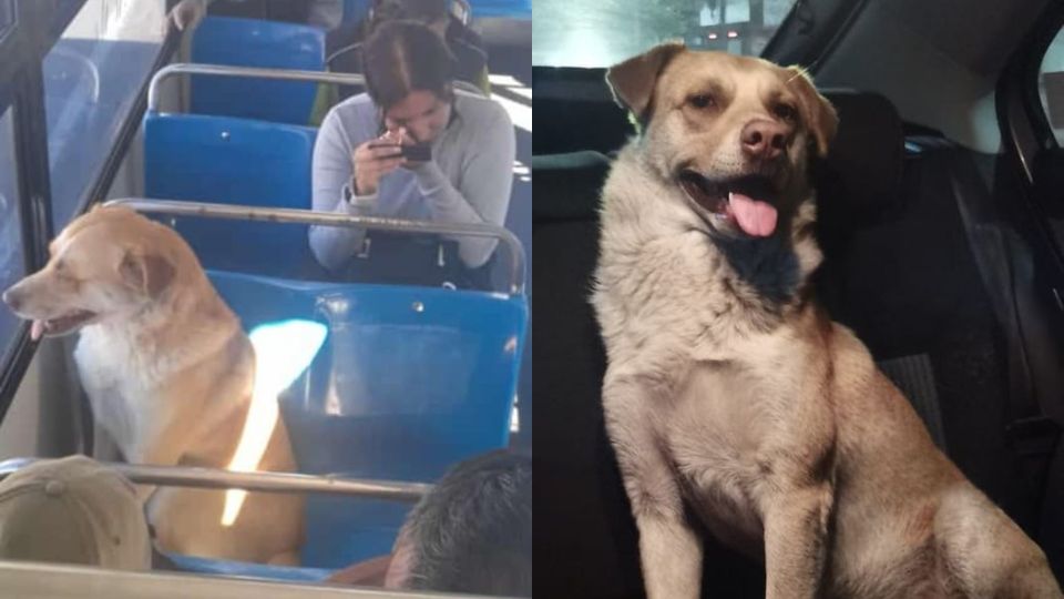 Boby, perrito viajero de Puebla, se pierde en camión y es encontrado tres días después | Facebook / Noemi Mani