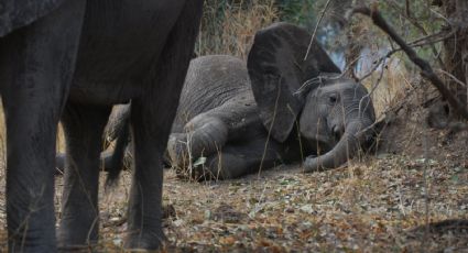 ¿Por qué hay muerte masiva de elefantes en Zimbabue?