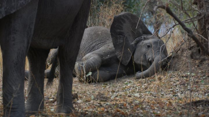 ¿Por qué hay muerte masiva de elefantes en Zimbabue?