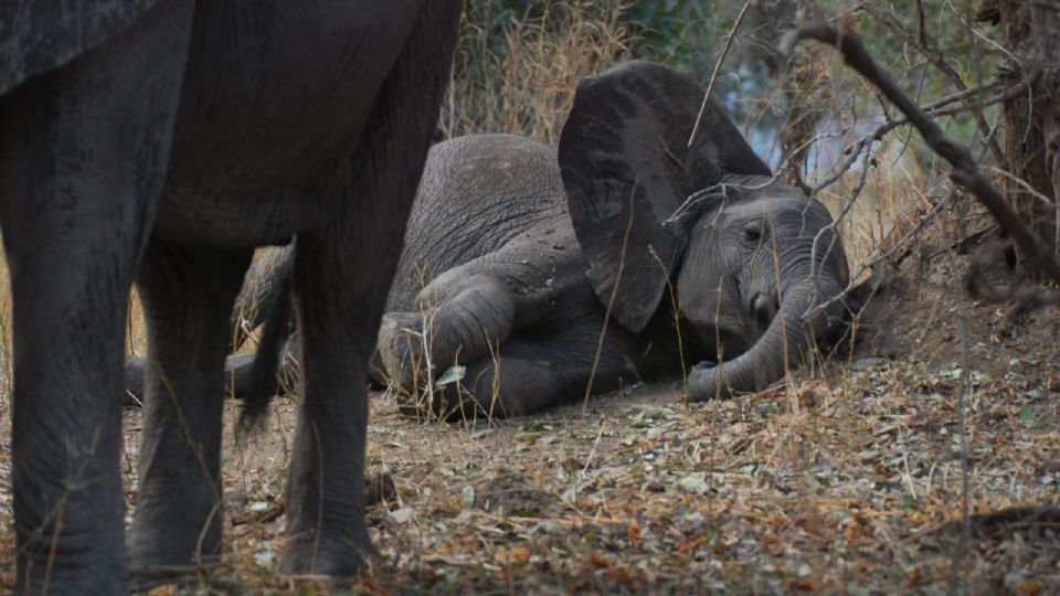 Elefante toma la siesta en parque de Zimbabue | Facebook / Zimparks