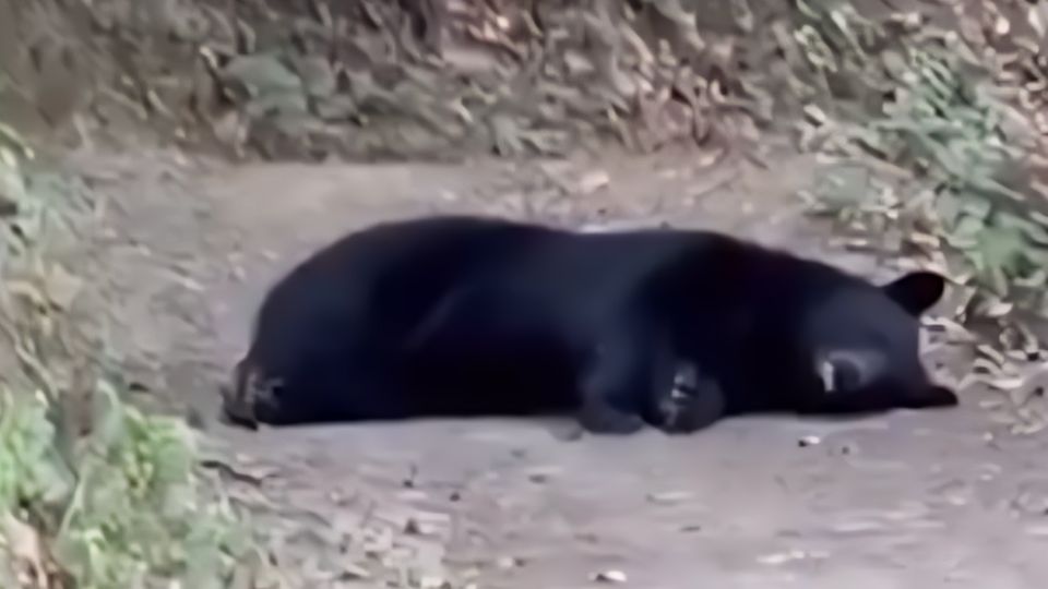 Oso se queda dormido en parque Chipinque