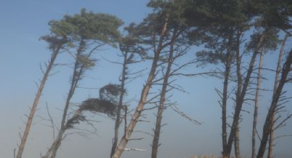 Pronostican fuerte viento para hoy en Nuevo León