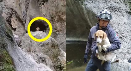 Rescatan a perrito atrapado en cerro de Juárez, NL