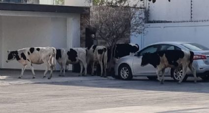 Vacas 'visitan' a vecinos del fraccionamiento Altabrisa en Apodaca, NL