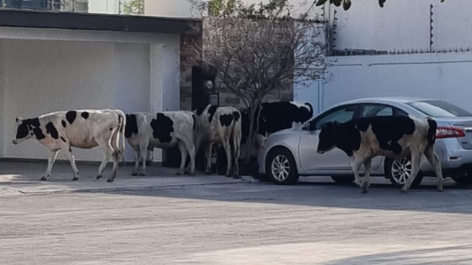 Vacas afuera de un domicilio.