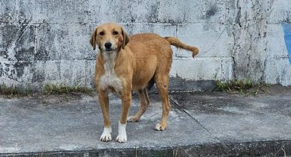 Promueven Centro de Bienestar Animal 'inexistente' en Cerralvo, Nuevo León