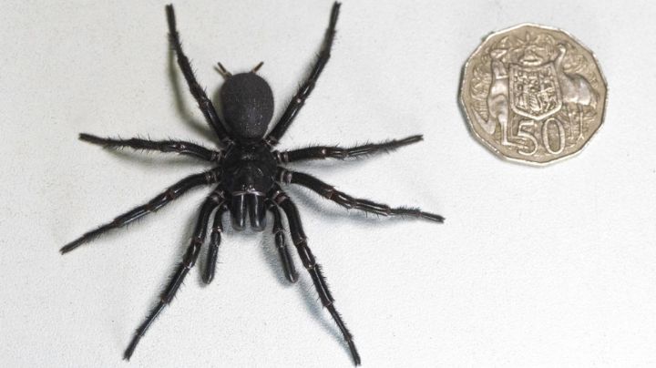 Hércules, la gigantesca y venenosa araña capaz de perforar uñas