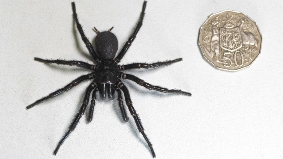 Hércules, gigante ejemplar de araña de embudo de Sídney